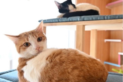 ねこ2